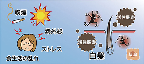 活性酸素とは、本来は身体中の細胞の健康を維持できる殺菌作用のある身体に必要なものなのですが、 増えすぎてしまうと細胞にダメージを与える「悪玉活性酸素」になってしまうのです。その悪玉活性酸素は細胞を酸化させます。金属などのサビも酸化の一種です。つまり、体内の悪玉活性酸素が増えるということは身体をサビさせやすくするということであり、酸化すると細胞の老化が早まるので、体内のあらゆる組織が衰えて（老化）しまいます。シミ、シワ、たるみなどのお肌のトラブルや生活習慣病などは悪玉活性酸素が原因だといわれています。